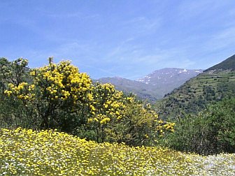 Foto von blühender Bergwiese in der Berglandschaft der Sierra Nevada