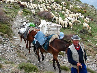 Foto vom Schäfer mit seinem Pferd und seien Shcafen auf Wanderschaft