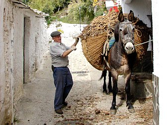 Foto vom Bauern mit seinem Maultier und einer Ladung Holzes