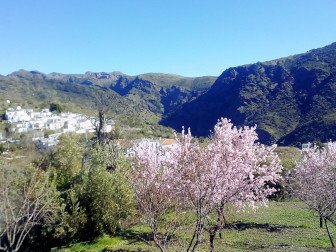 Foto von der Mandelblüte in den Alpujarras mit Ferreirola im Hintergrund