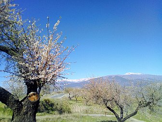 Foto von Landschaft mit Mandelblüte