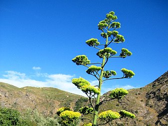 Foto von einer Blüte der Algave