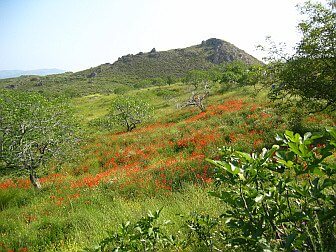 Foto von blühender Bergwiese im Frühling